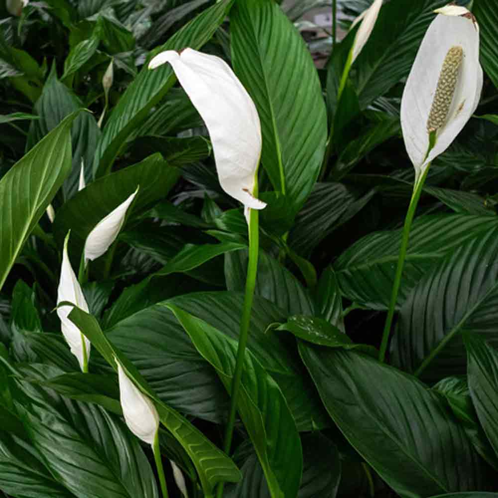 plant-care-peace-lily-plant