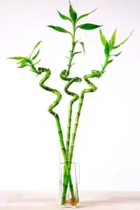 feng-shui-lucky-bamboo-200×300