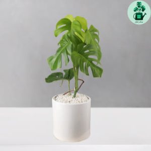 برگ انجیری حصیری