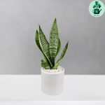 سانسوریا امریکن