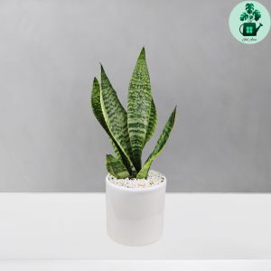 سانسوریا امریکن