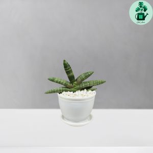 سانسوریا بونسل