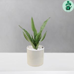 سانسوریا مهتابی کد 101