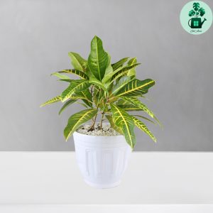 کروتون طلایی