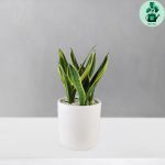 سانسوریا گلد فلیم