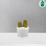 نوتو خورشیدی دوقلو