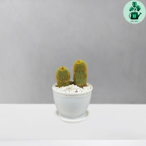 نوتو خورشیدی دوقلو