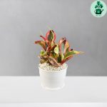 قاشقی ابلق لب ماتیکی