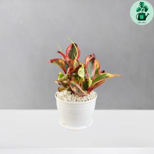 قاشقی ابلق لب ماتیکی