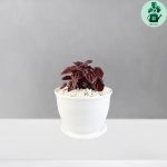 پپرومیا چروک قرمز