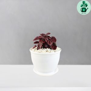 پپرومیا چروک قرمز