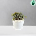 پپرومیا چروک