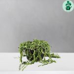 کراسولا غوره ای