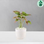 سینگونیوم صورتی