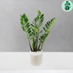 زاموفیلیا کد 104