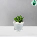 هاورتیا شیشه ای لوتوس