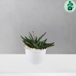 گاستریا گاوزبانی