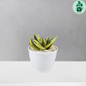 سانسوریا هانی گلد