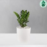 زاموفیلیا کد 103