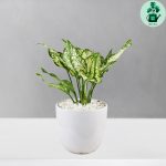 آگلونما برفی کد 102