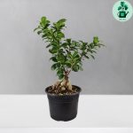 بونسای جینسینگ