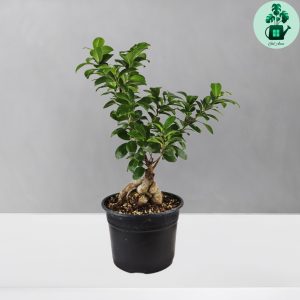 بونسای جینسینگ