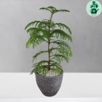 کاج مطبق کد 102