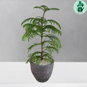 کاج مطبق کد 102