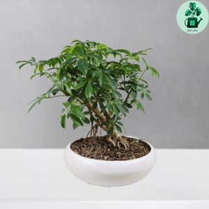 بونسای شفلرا