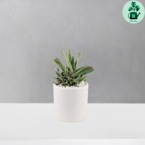 گاستریا خالدار