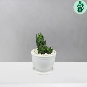 هاورتیا ستونی