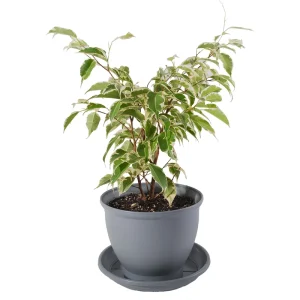 بنجامین ابلق