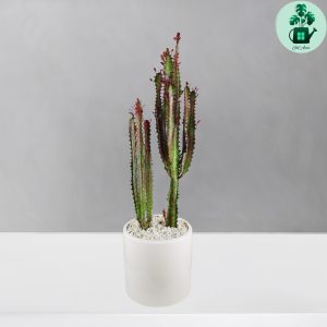 افوربیا تریگونا قرمز