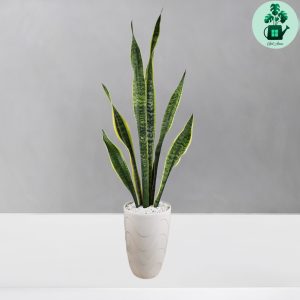 سانسوریا ابلق