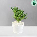 کراسولا سم اسبی