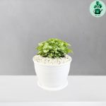 سینگونیوم مینیاتوری