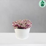 برگ بیدی کالیسیا