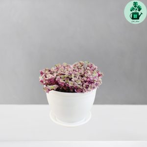 برگ بیدی کالیسیا