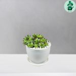 سمپرویوم لب ماتیکی