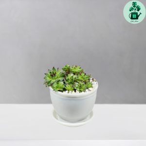 سمپرویوم لب ماتیکی