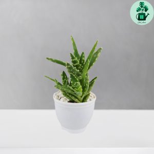 آلوئه جوونا