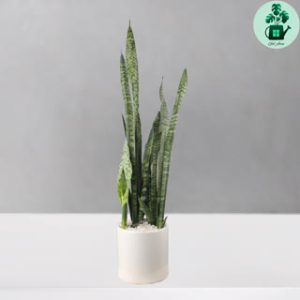 سانسوریا سبز متوسط