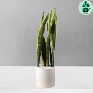 سانسوریا ابلق متوسط