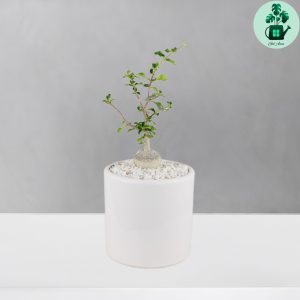 فوکیا غده ای