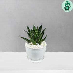 آلوئه آریستاتا