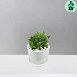 هاورتیا شیشه ای