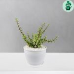 کراسولا خرفه ای