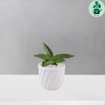 سانسوریا سامورایی