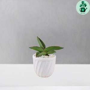 سانسوریا سامورایی