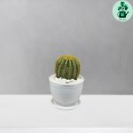 نوتو خورشیدی